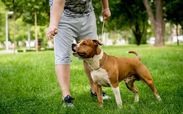 American Staffordshire terrier at the park