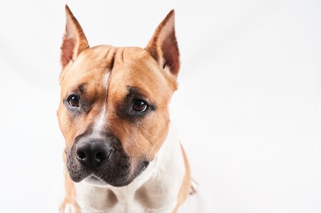 American staffordshire terrier portret geïsoleerd op een witte achtergrond. hond snuit close-up in studio