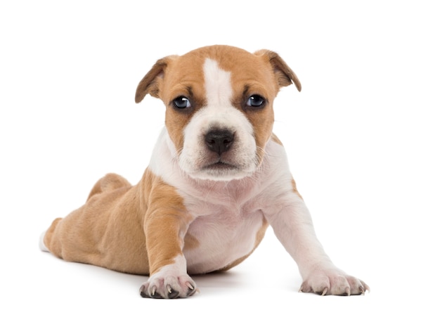 American Staffordshire Terrier Puppy lying