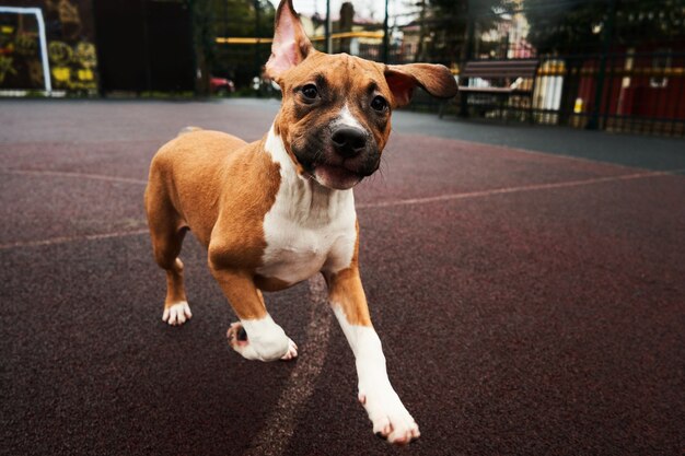 Ritratto del cucciolo di american staffordshire terrier. cane felice che corre per una passeggiata