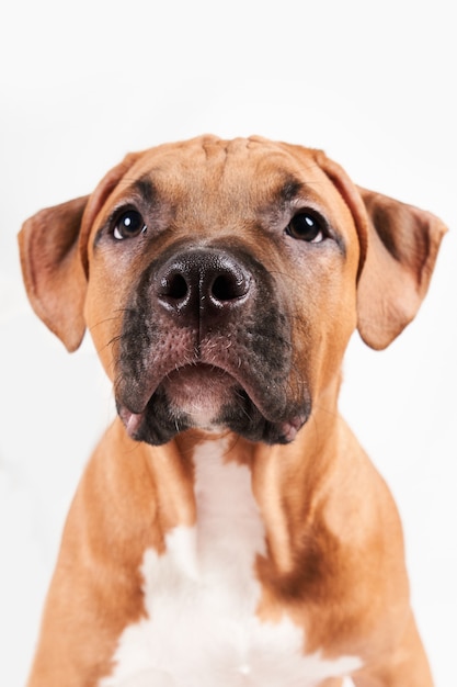 Ritratto del cucciolo di american staffordshire terrier isolato su priorità bassa bianca. primo piano della museruola del cane in studio