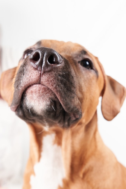 American Staffordshire Terrier puppy portrait isolated on white background. Dog muzzle close-up in studio