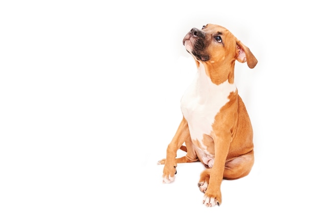 Ritratto del cucciolo di american staffordshire terrier isolato su priorità bassa bianca. primo piano della museruola del cane in studio