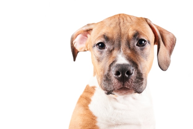 American Staffordshire Terrier puppy portrait isolated on white background. Dog muzzle close-up in studio