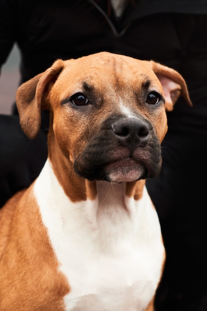 American Staffordshire Terrier puppy portret op een wandeling. Hondensnuit close-up buiten