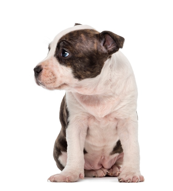 American Staffordshire Terrier Puppy sitting and looking away