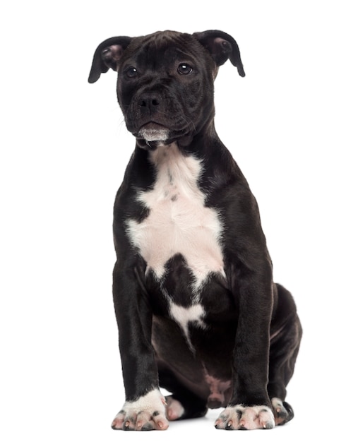 American Staffordshire Terrier puppy sitting