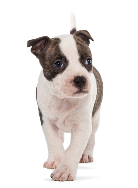 American Staffordshire Terrier Puppy walking