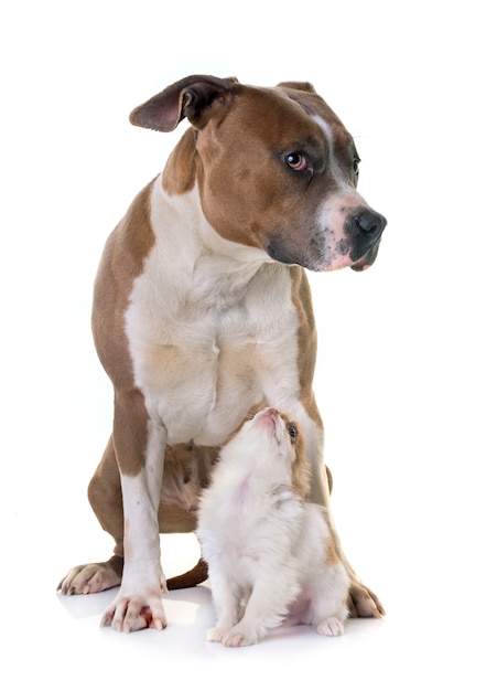 american staffordshire terrier and puppy