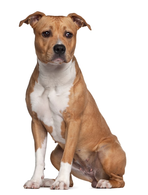 American Staffordshire Terrier sitting against white background