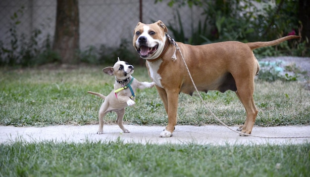 American Staffordshire Terrier teef en puppy spelen huisdier thema
