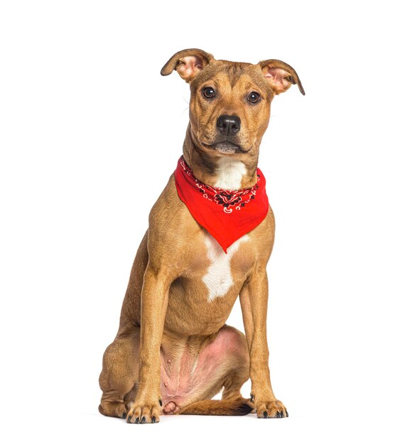 American Staffordshire terrier wearing a dog scarf isolated on