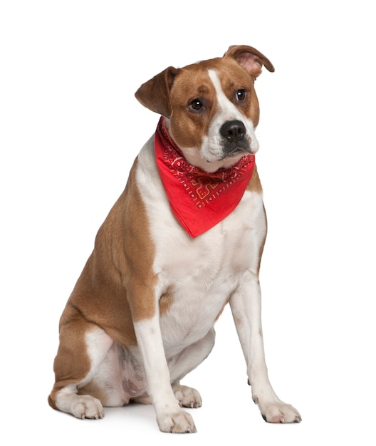 American Staffordshire terrier wearing handkerchief, 5 years old, in front of white wall