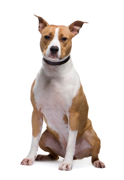 American Staffordshire terrier with 18 months. Dog portrait isolated