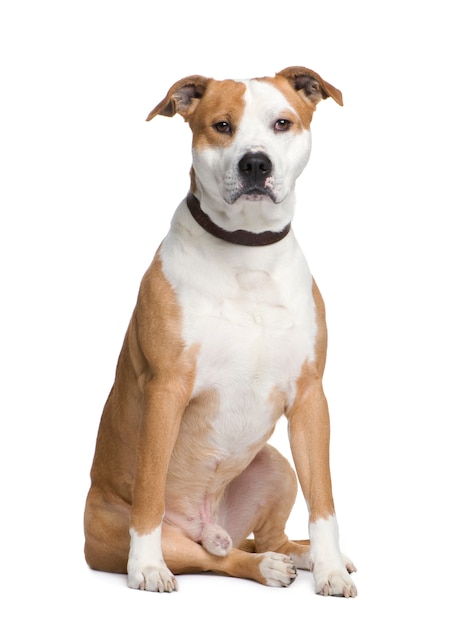 American Staffordshire terrier with 2 years. Dog portrait isolated