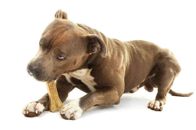 American Staffordshire Terrier with bone isolated on white