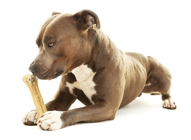 American Staffordshire Terrier with bone isolated on white