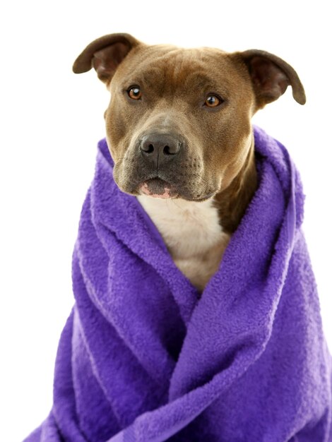 Photo american staffordshire terrier with towel isolated on white