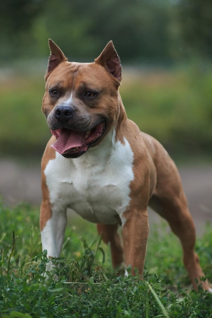 Photo american staffordshire terrier