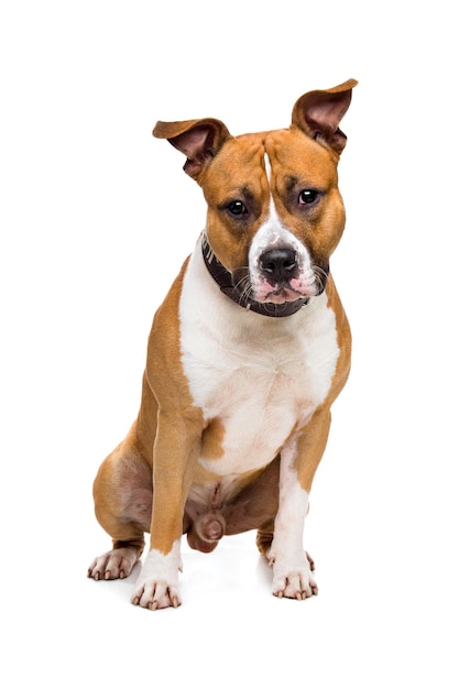 American staffordshire terrier