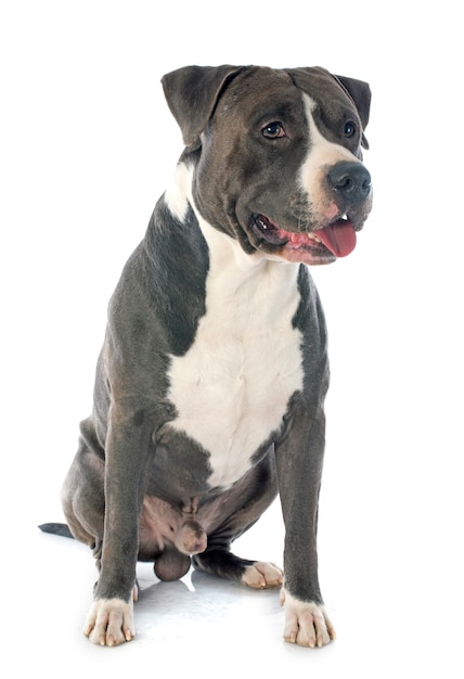 american staffordshire terrier