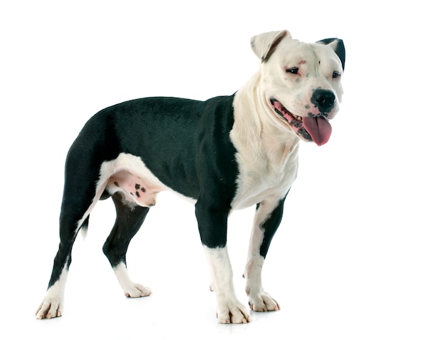 american staffordshire terrier