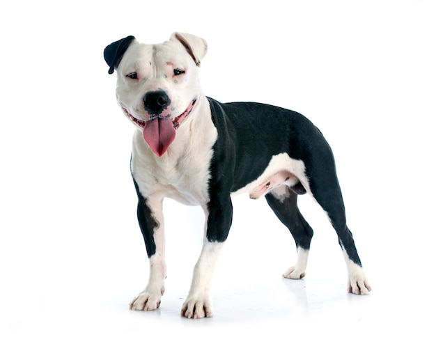 American staffordshire terrier