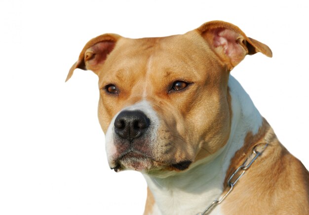 American staffordshire terrier