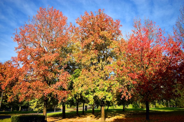 American sweetgum Liquidambar styraciflua in een openbaar park met blauwe lucht