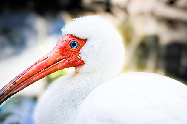 American white ibis in the everglades