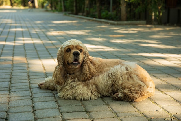 Amerikaans spanielconcept huisdier en beste vriendenhond