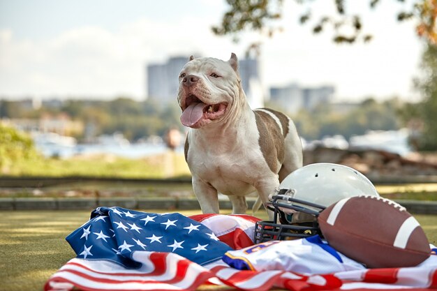 Amerikaans voetbal. Een hond met een uniform van een Amerikaanse voetballer poseren voor de camera in een park. Patriottisme van het nationale spel