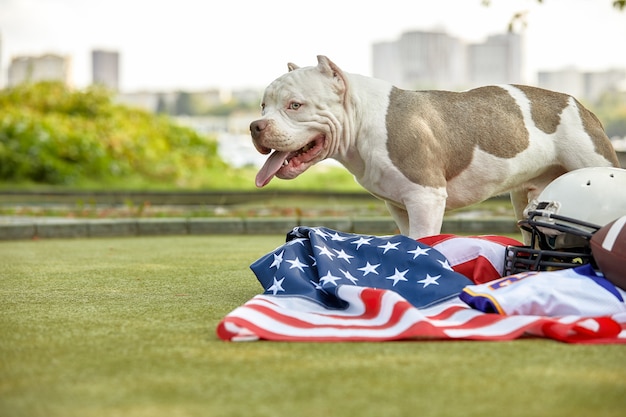 Amerikaans voetbal. Een hond met een unim van een Amerikaanse voetballer poseren voor de camera in een park. Patriottisme van het nationale spel, copyspace, reclamebanner.