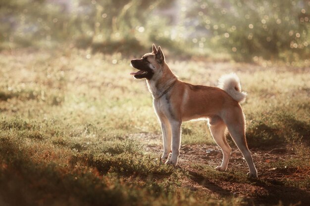 Amerikaanse akita-hond bij zonsondergang