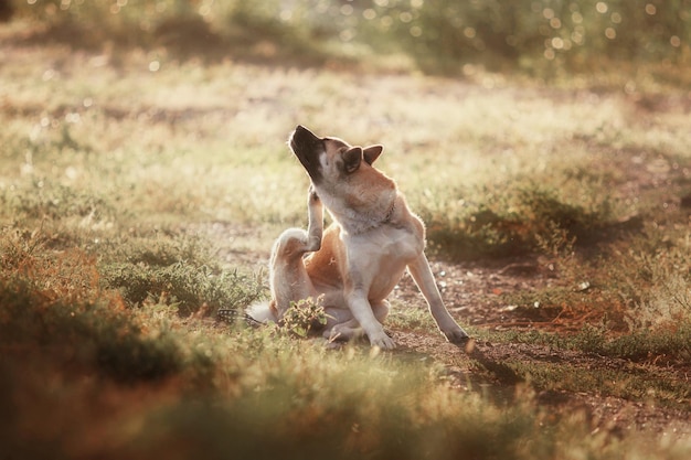 Amerikaanse akita-hond bij zonsondergang