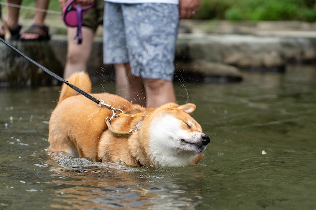 Amerikaanse Akita-hond die in water staat geniet van zonsopgang aan het meer