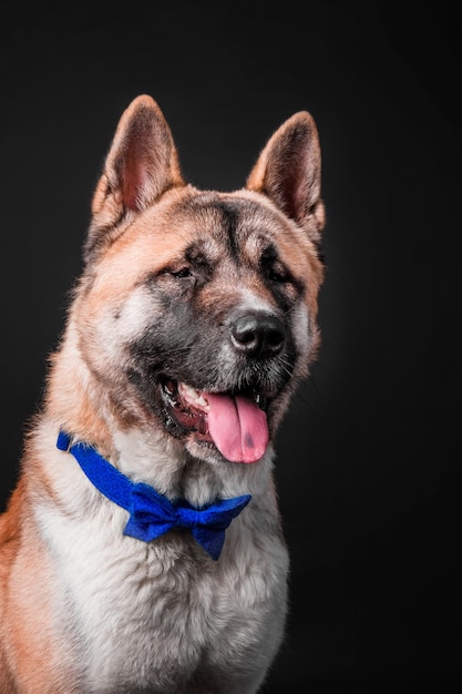 Amerikaanse akita hond op zwarte achtergrond geïsoleerd