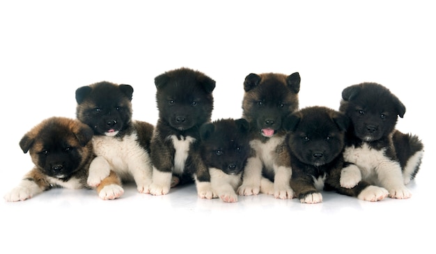 Amerikaanse akita puppies