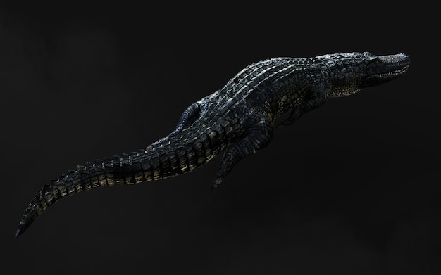 Amerikaanse alligator geïsoleerd op donkere achtergrond met uitknippad Amerikaanse krokodil