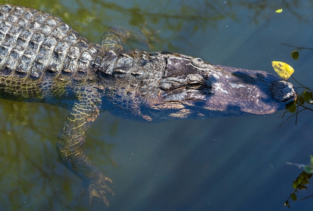 Amerikaanse Alligator Zwemmen in Everglades met kleurrijke weerspiegeling in het nationale park van de waterwilde natuur