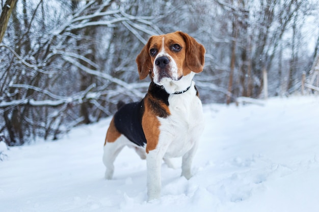 Amerikaanse beagle hond weglopen op veld in de winter