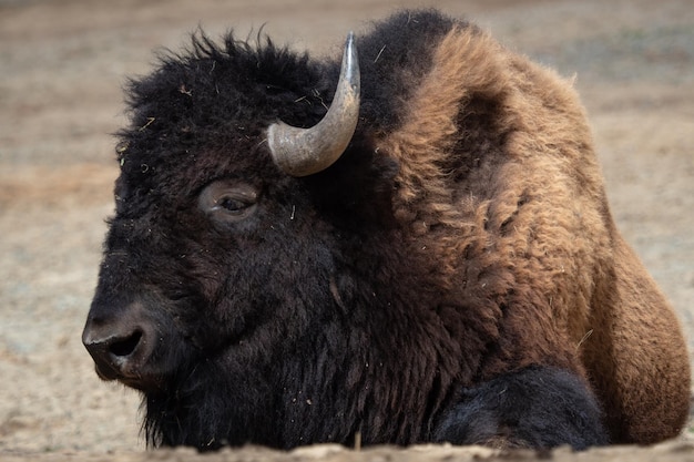 Amerikaanse bizon Bison bizon rusten