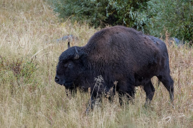 Amerikaanse bizon bizonbizon in yelowstone national park