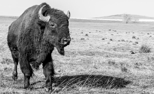 Foto amerikaanse bizon die in een veld staat