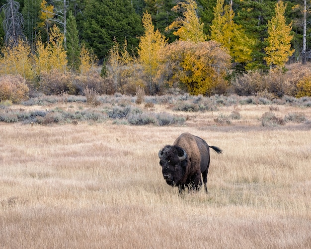 Amerikaanse bizon in de herfst op de Sagebrush Flats van Grand Teton National Park