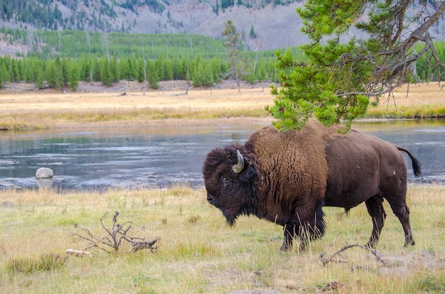 Amerikaanse bizon in Yellowstone National Park langs de rivier de Madison