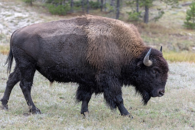 Foto amerikaanse bizon in yellowstone national park