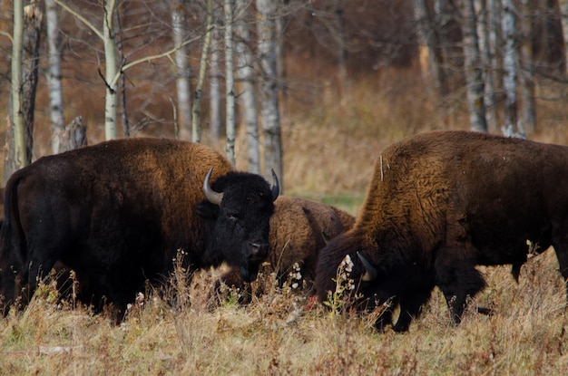 Foto amerikaanse bizon op het veld in het bos
