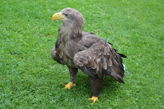 Amerikaanse bruine adelaar die zich op een gras bevindt