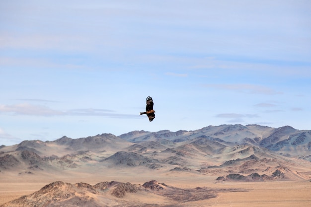 Amerikaanse bruine adelaar tijdens de vlucht over Mongoolse berg